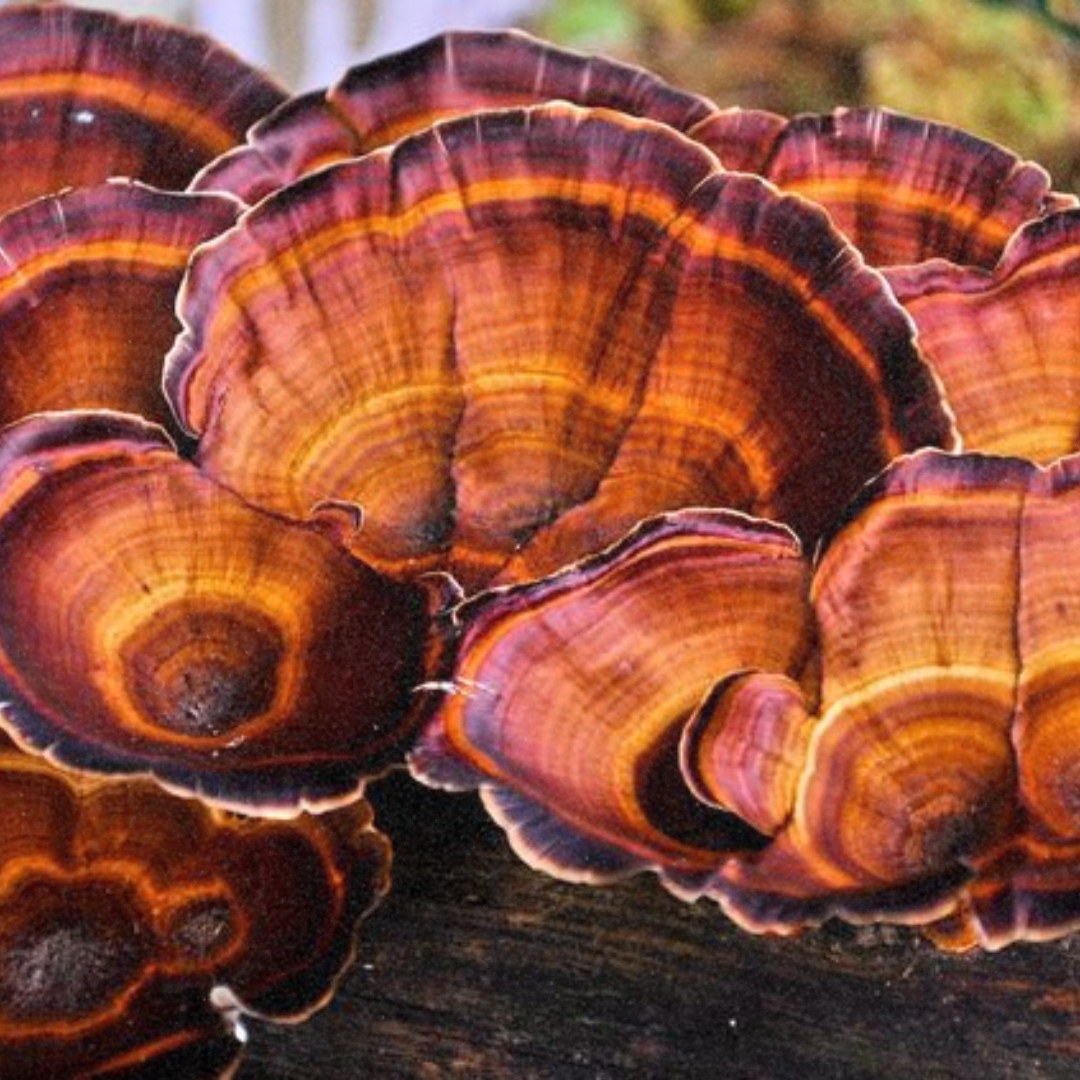 Reishi Magic: Unveiling the Miraculous Health Virtues of a Timeless Mushroom