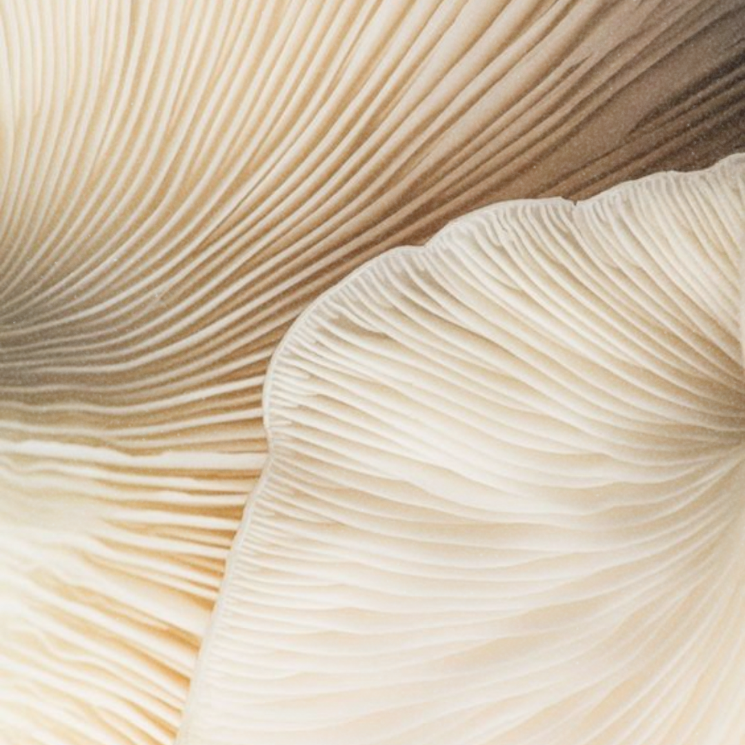 What are Functional Mushrooms?