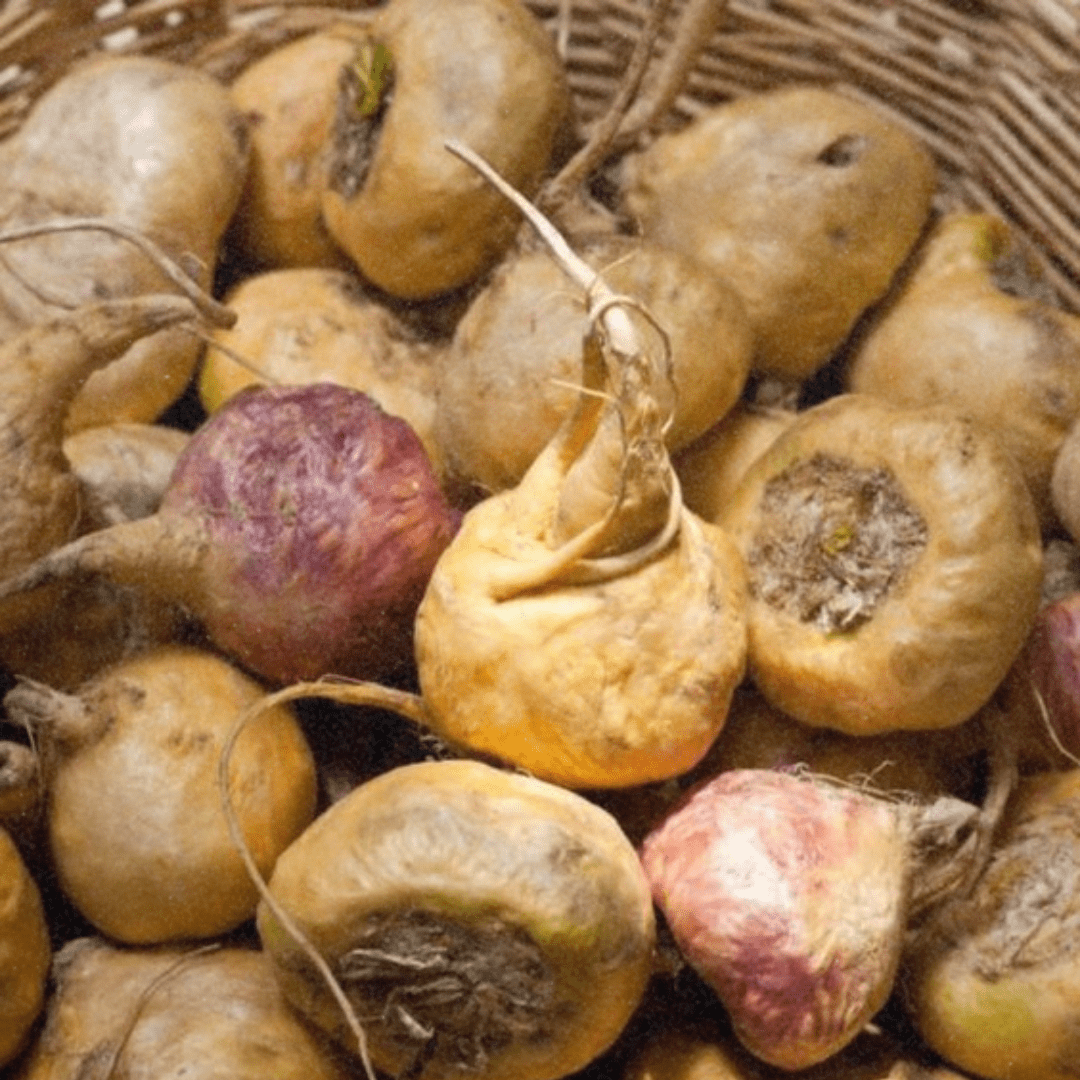 Maca Magic Revealed: How This Super Root is Changing Lives! - Lucid