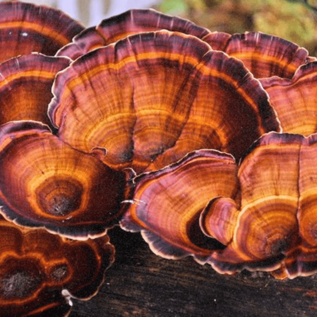 Reishi Magic: Unveiling the Miraculous Health Virtues of a Timeless Mushroom - Lucid