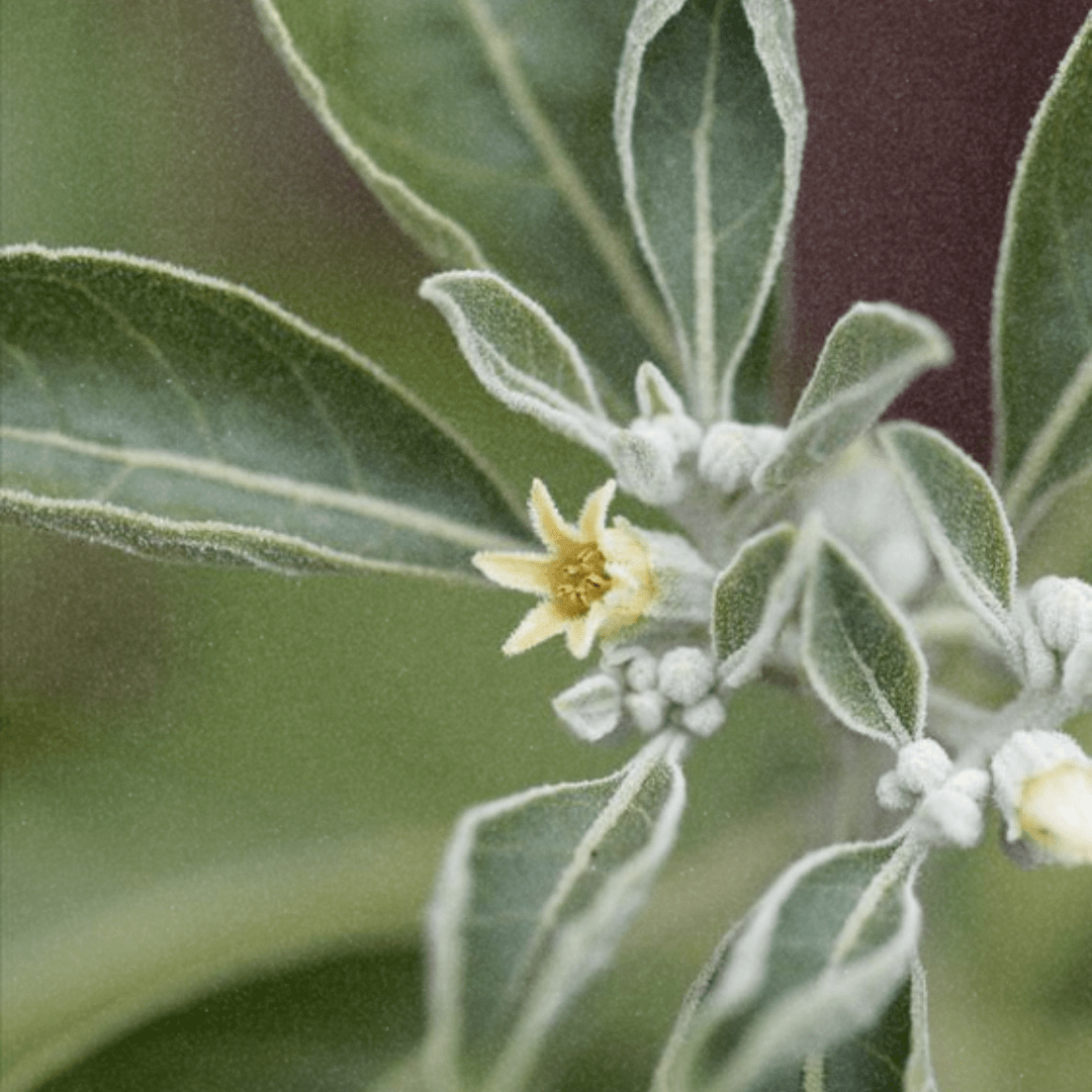 The Ultimate Stress Buster: How Ashwagandha Can Help You Relax - Lucid