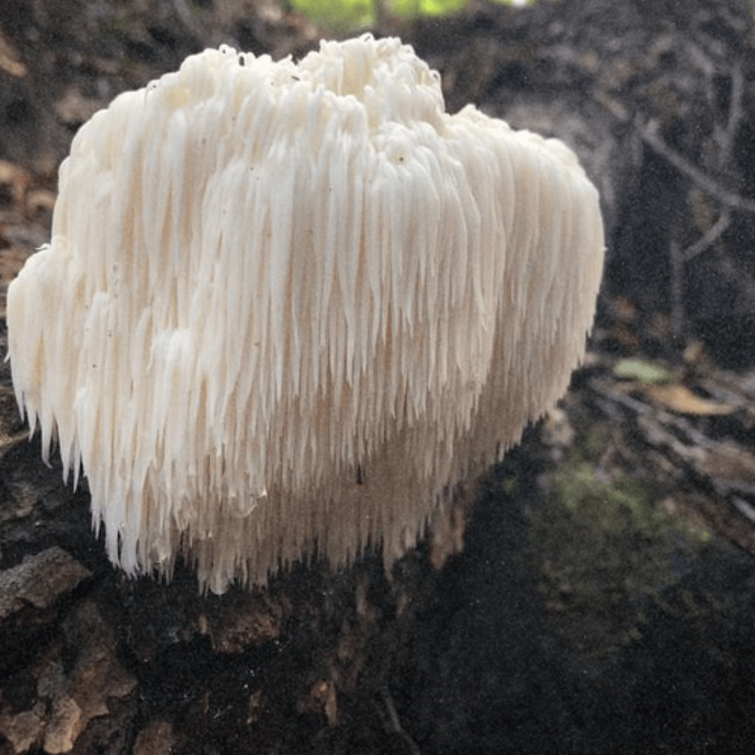 Unleashing the Power of Lion's Mane: The Mushroom Revolution in Healthy Snacking - Lucid