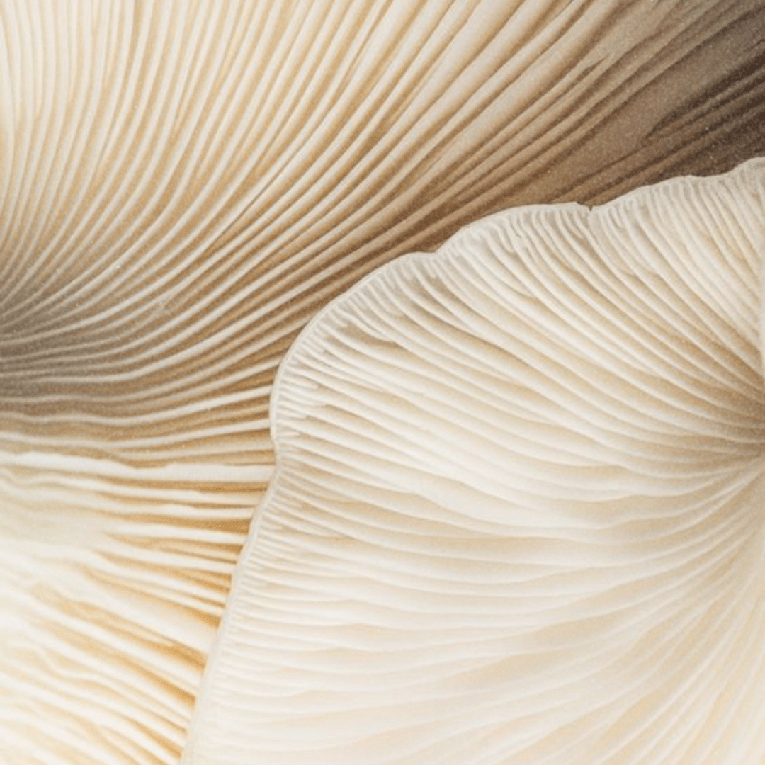 What are Functional Mushrooms? - Lucid