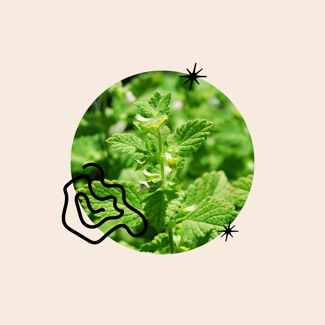 Lucid Science-Backed Ingredient: Lemon Balm