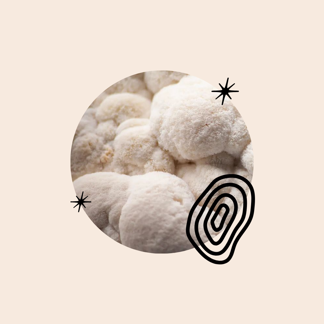 Lucid Science-Backed Ingredient: Lion's Mane